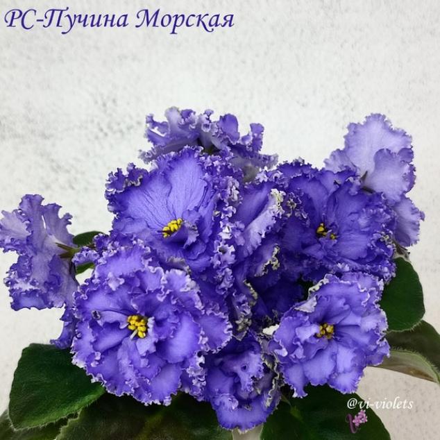 Фиалка РС-Пучина морская