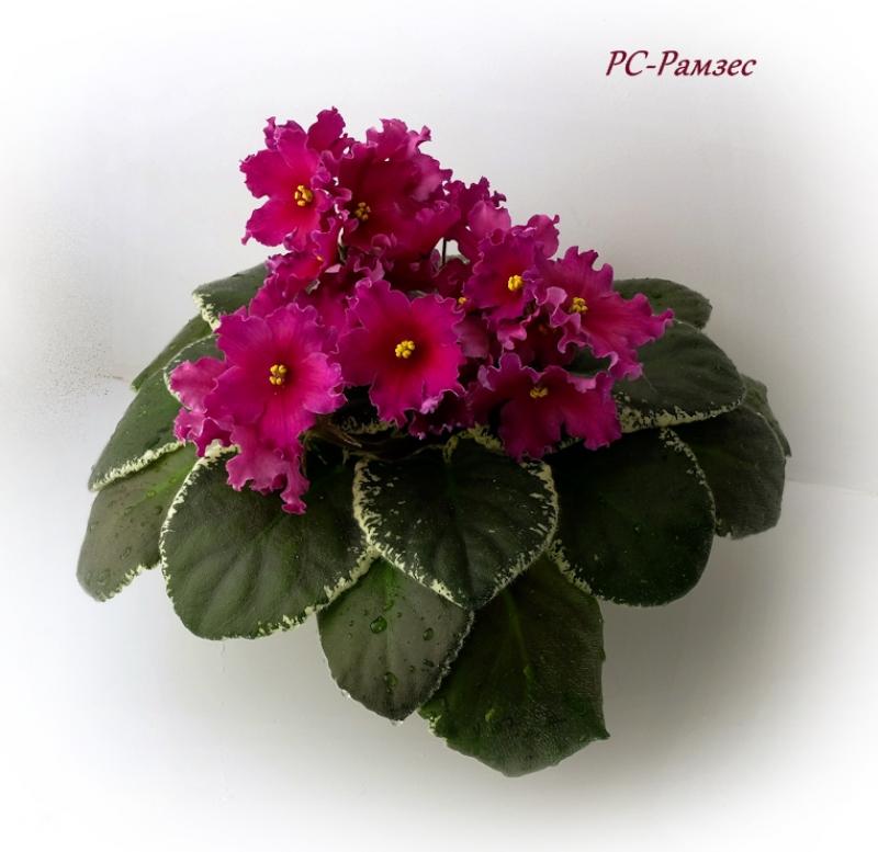 Фиалка РС-Рамзес 2