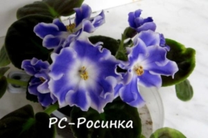 Фиалка РС-Росинка