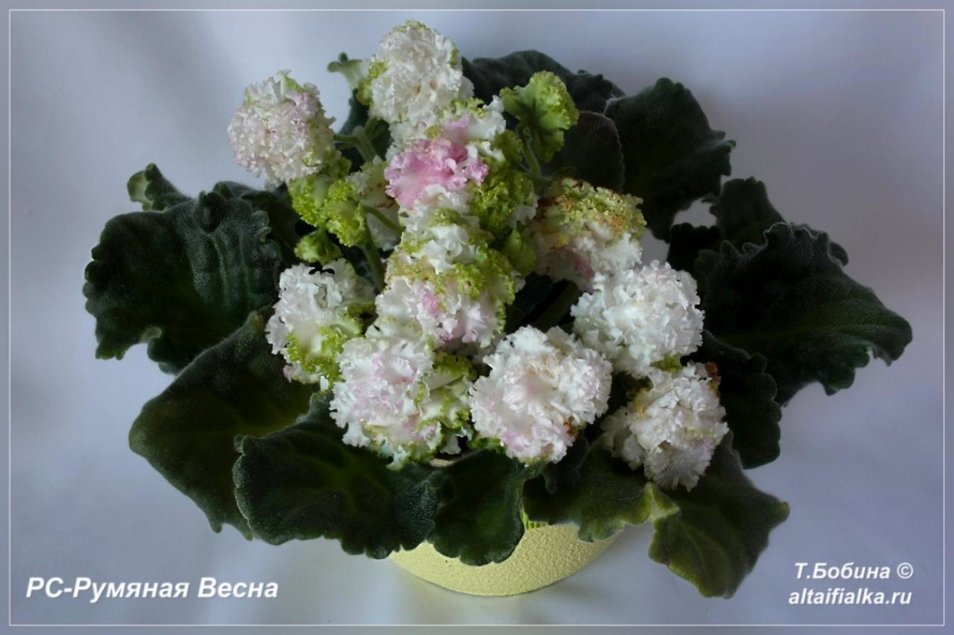 Фиалка РС-Румяная Весна 4