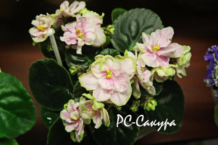 Фиалка РС-Сакура 3