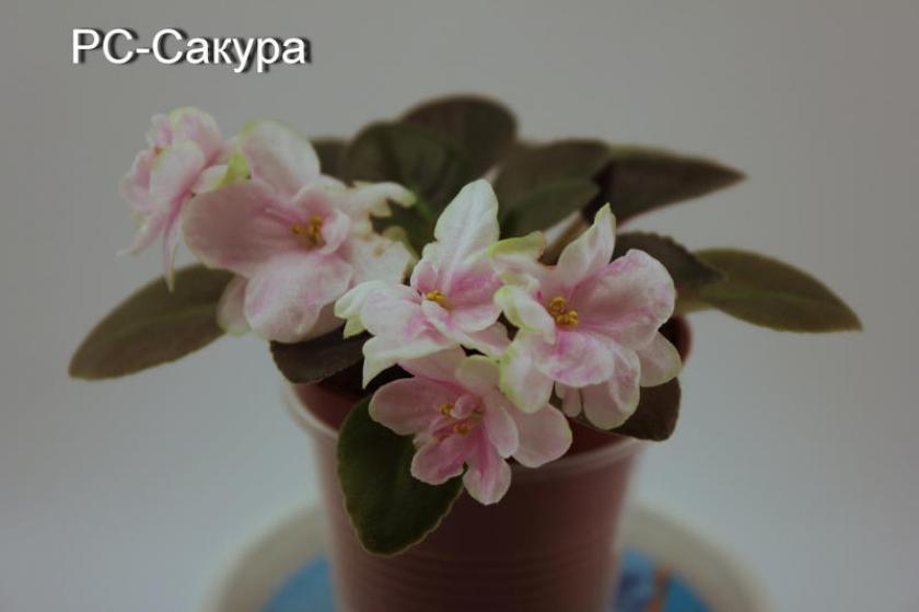 Фиалка РС-Сакура 5