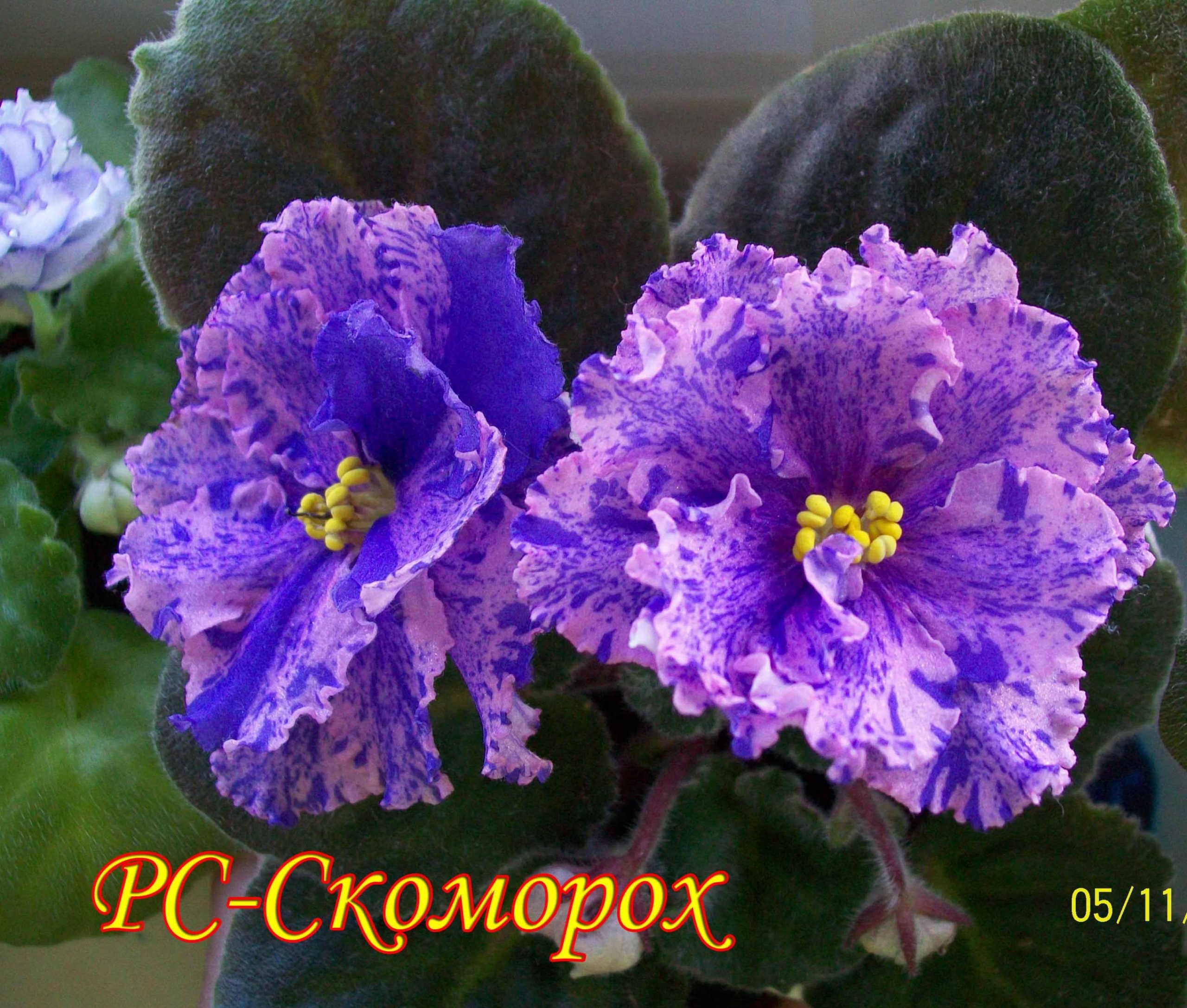 Фиалка РС-Скоморох 6