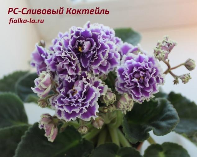 Фиалка РС-Сливовый Коктейль 2