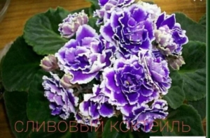 Фиалка РС-Сливовый Коктейль