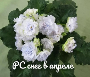 Фиалка РС-Снег в Апреле