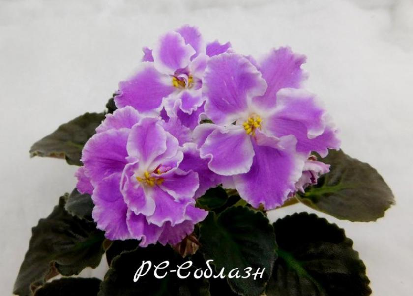 Фиалка РС-Соблазн 5