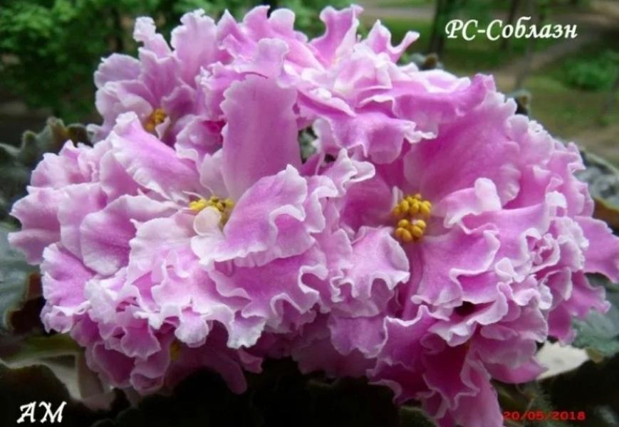 Фиалка РС-Соблазн 6
