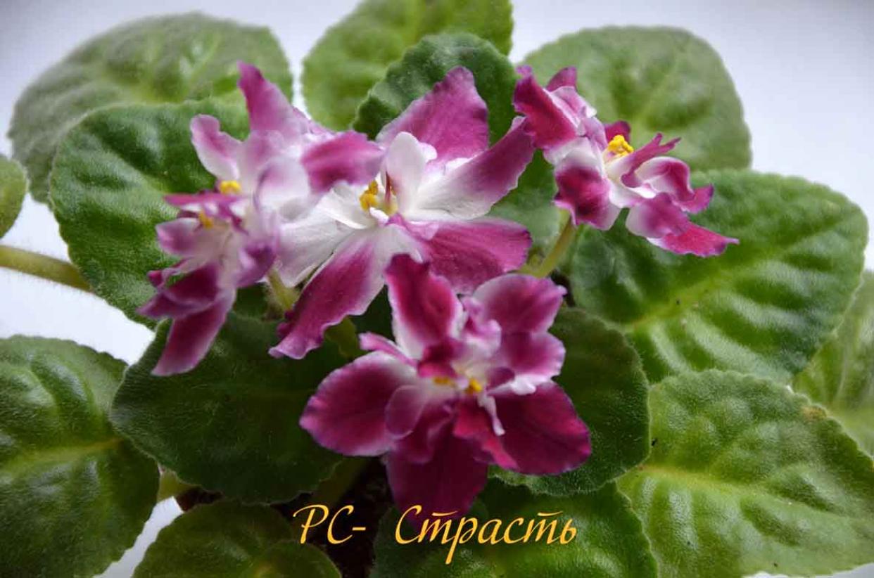 Фиалка РС-Страсть 6
