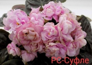 Фиалка РС-Суфле