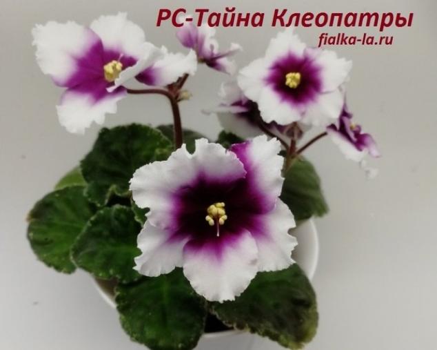 Фиалка РС-Тайна Клеопатры 3