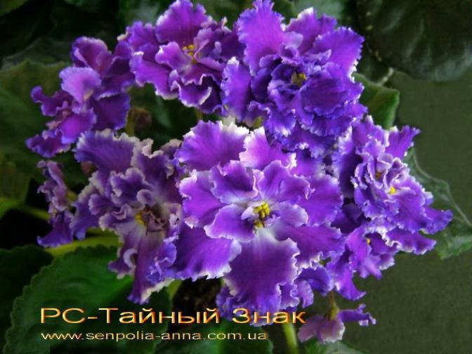 Фиалка РС-Тайный Знак 3