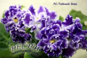 Фиалка РС-Тайный Знак