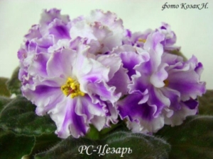 Фиалка РС-Цезарь