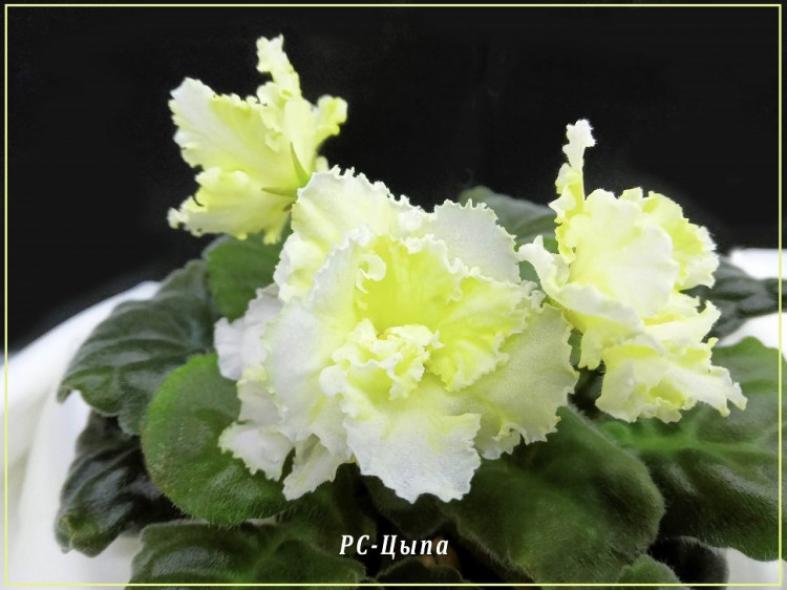 Фиалка РС-Цыпа 4