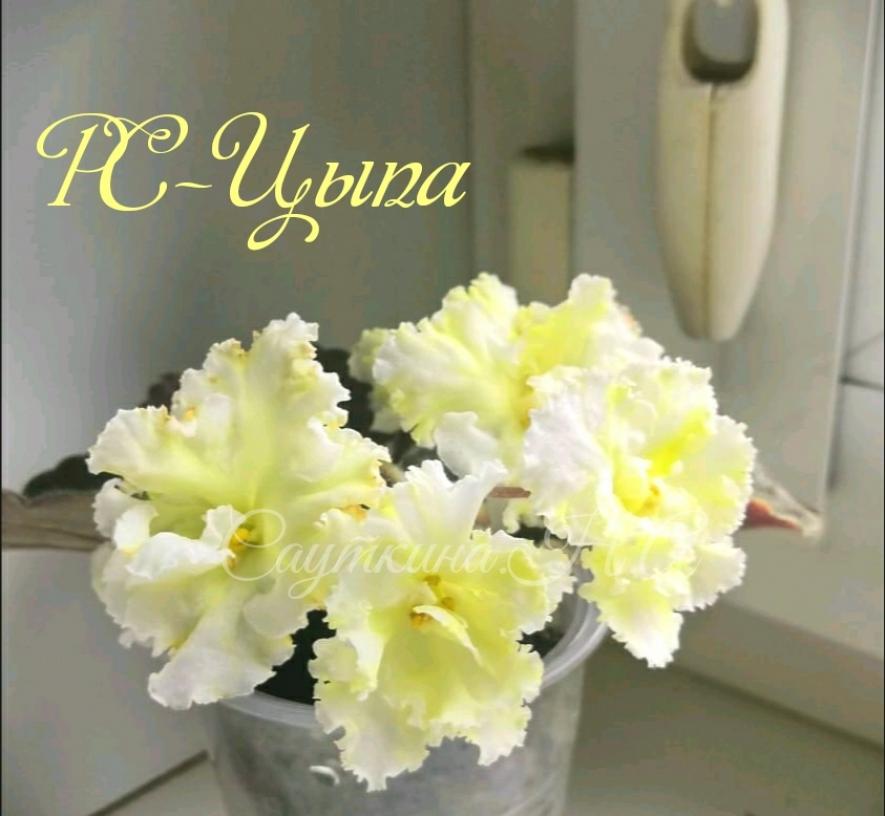 Фиалка РС-Цыпа 7