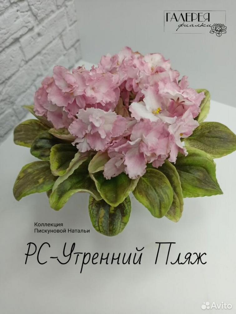 Фиалка РС-Утренний Пляж 3