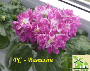 Фиалка РС-Вавилон