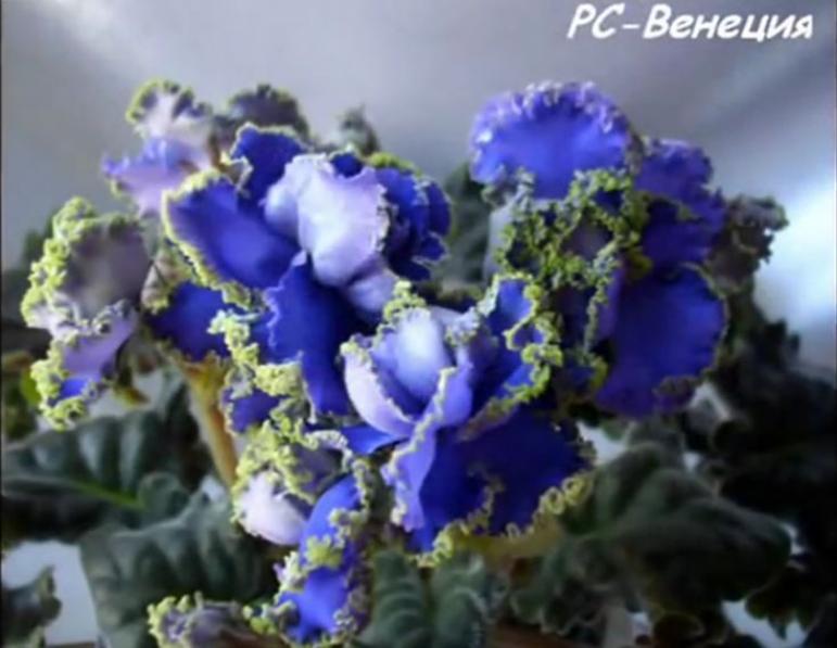 Фиалка РС-Венеция 2