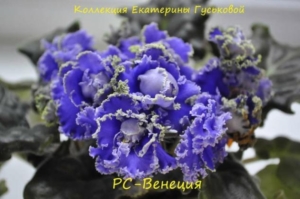 Фиалка РС-Венеция