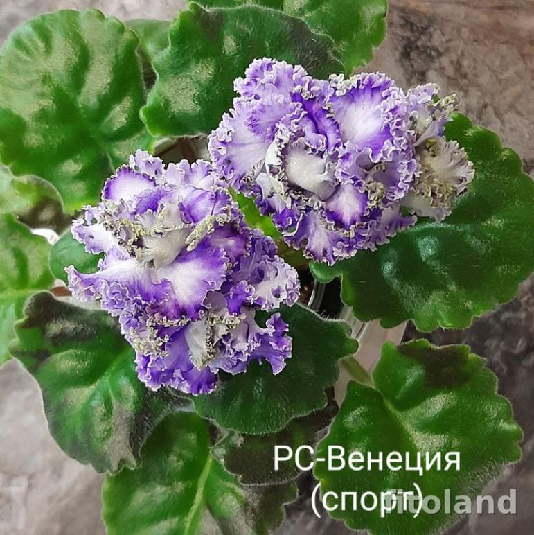 Фиалка РС-Венеция 5