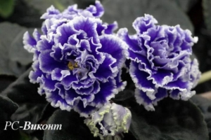 Фиалка РС-Виконт