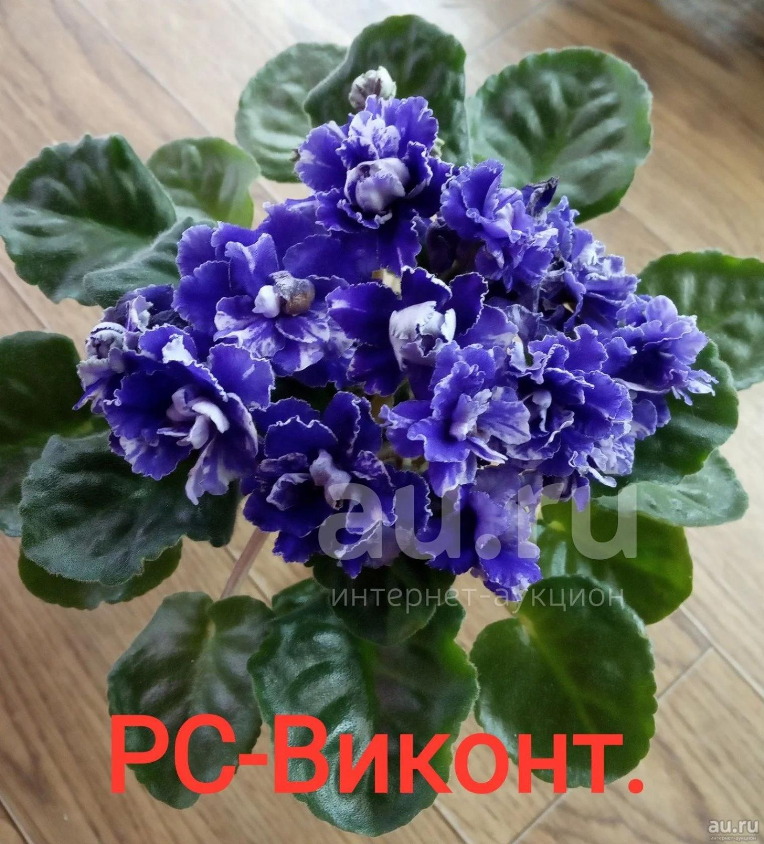 Фиалка РС-Виконт 5