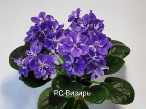 Фиалка РС-Визирь
