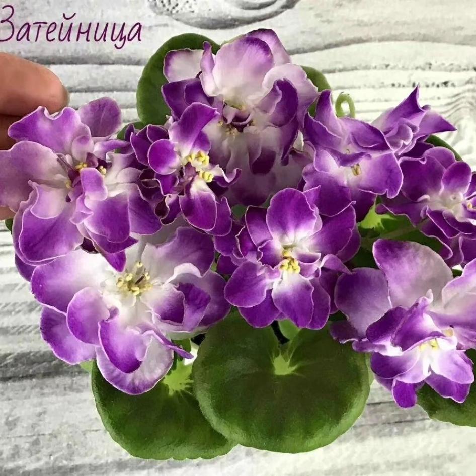 Фиалка РС-Затейница 2
