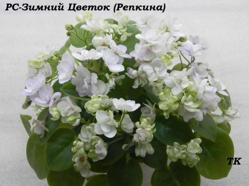 Фиалка РС-Зимний Цветок 4