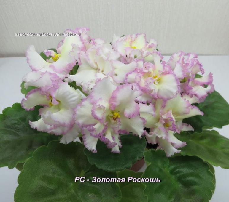 Фиалка РС-Золотая Роскошь 4