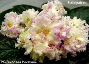 Фиалка РС-Золотая Роскошь