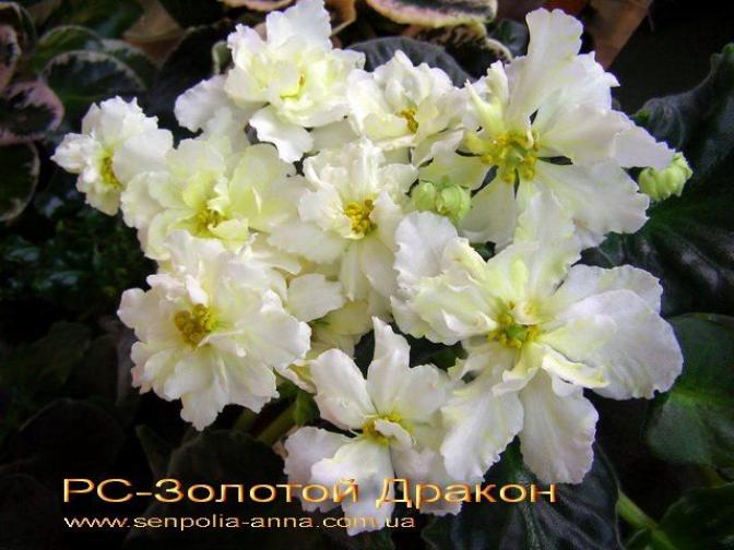 Фиалка РС-Золотой Дракон 4