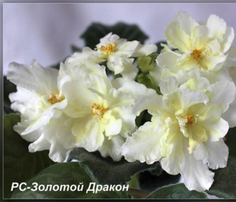 Фиалка РС-Золотой Дракон 5
