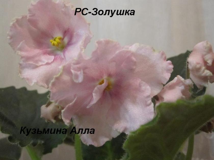 Фиалка РС-Золушка 2