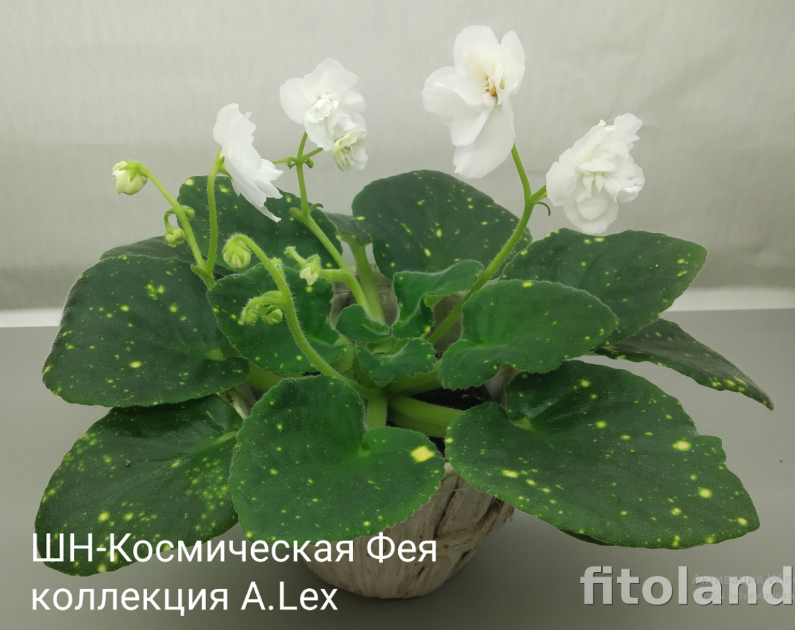 Фиалка ШН-Космическая Фея 3