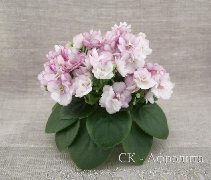 Фиалка СК-Афродита 3