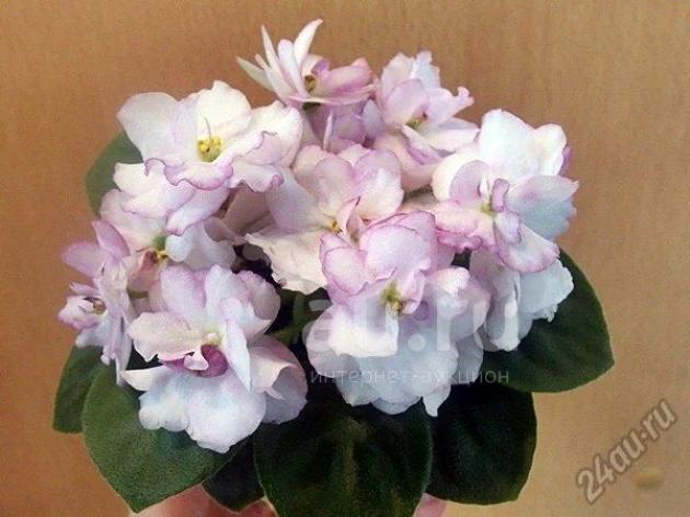 Фиалка СК-Афродита 6