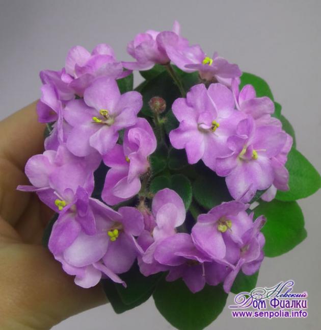 Фиалка СК-Конфитюр 3