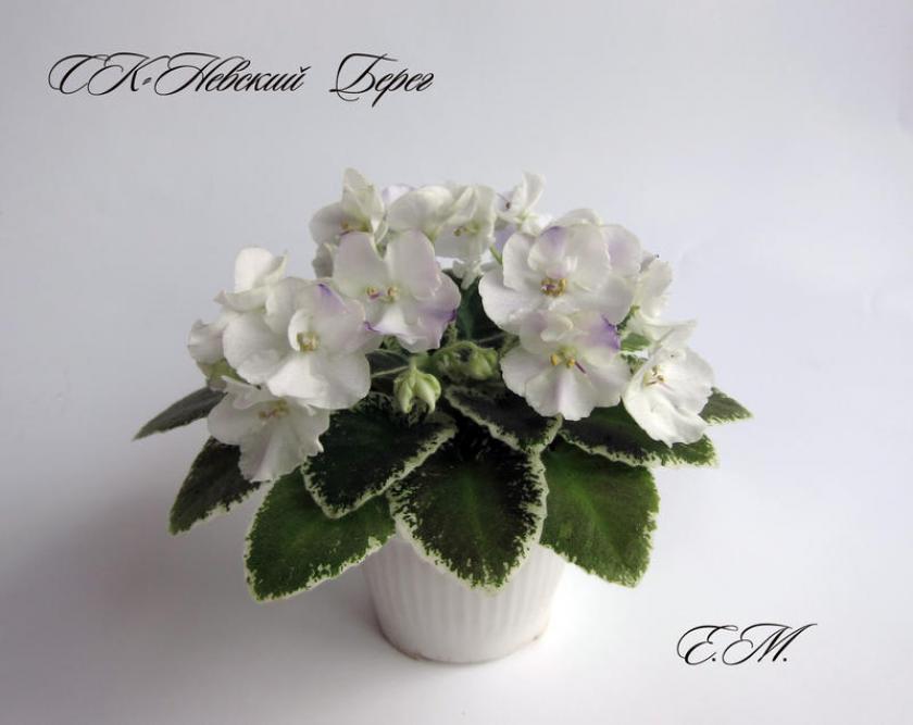Фиалка СК-Невский Берег 2