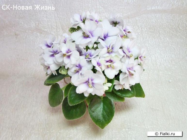 Фиалка СК-Новая Жизнь 2