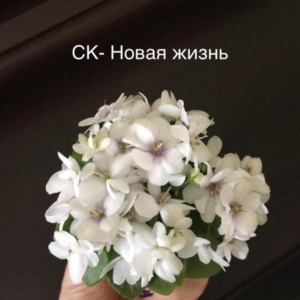 Фиалка СК-Новая Жизнь