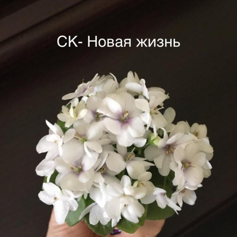 Фиалка СК-Новая Жизнь