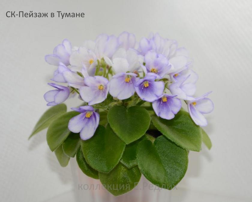 Фиалка СК-Пейзаж в Тумане 3