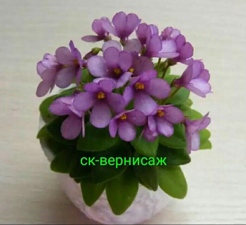 Фиалка СК-Вернисаж 2