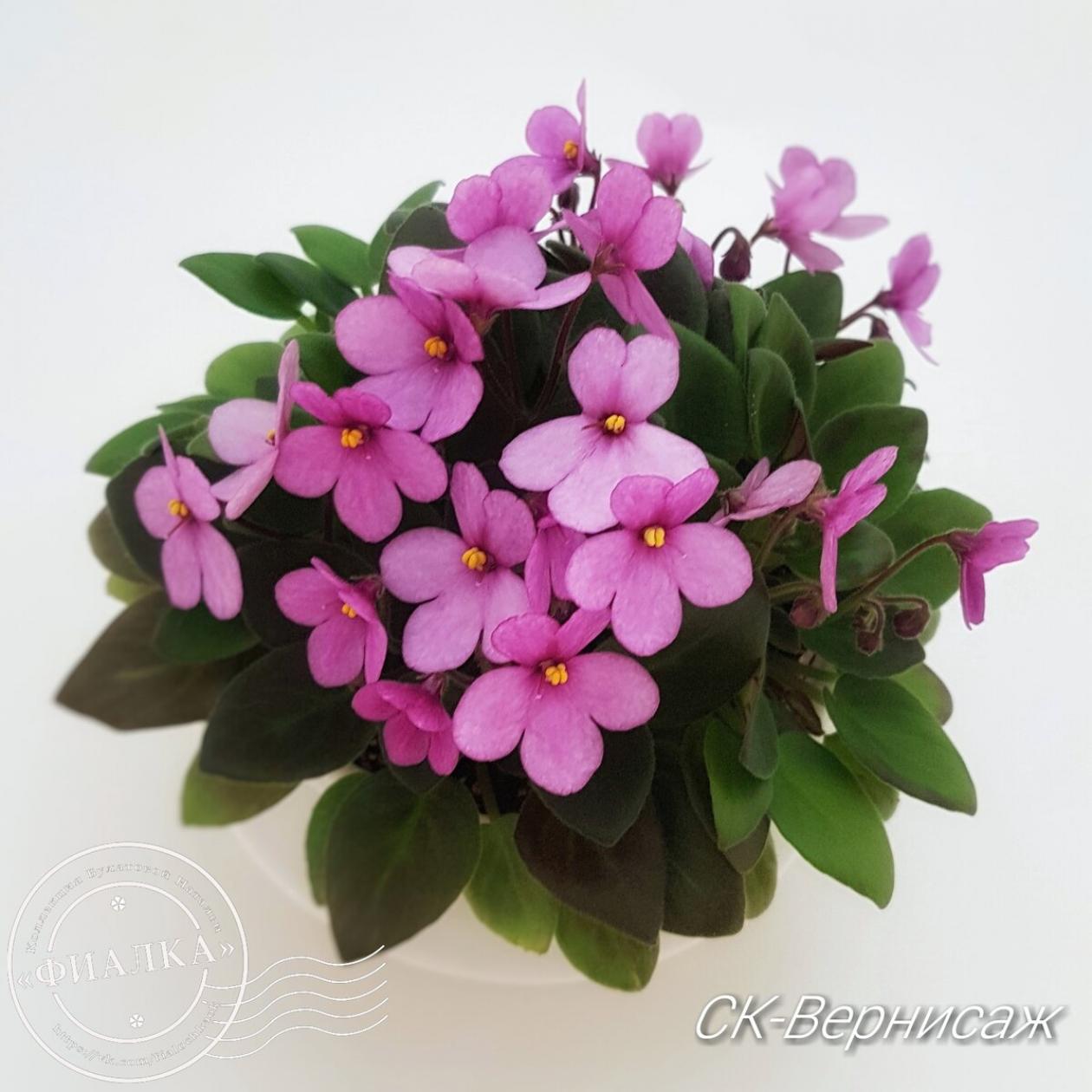 Фиалка СК-Вернисаж 3