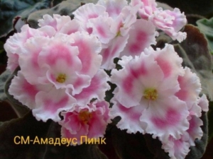 Фиалка СМ-Амадеус Pink
