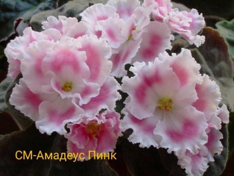 Фиалка СМ-Амадеус Pink