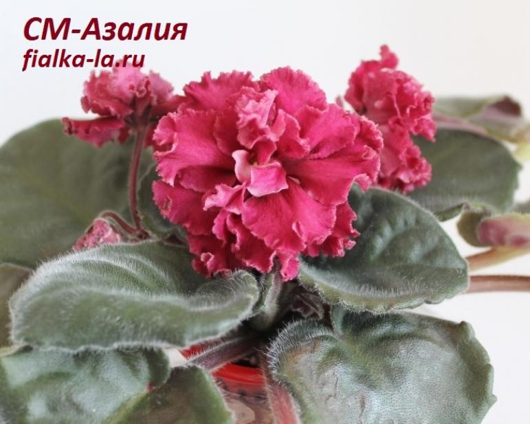Фиалка СМ-Азалия 2
