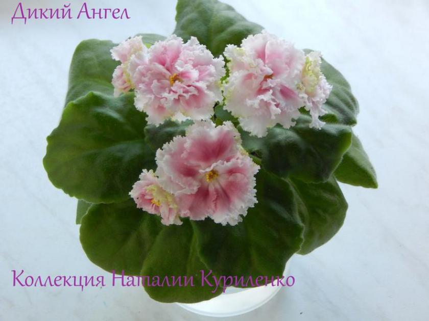 Фиалка СМ-Дикий Ангел 4